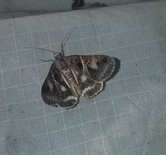 Drasteria grandirena