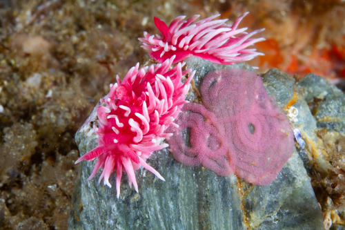 Hopkins' Rose Nudibranch, Orange County, CA, USA, photo 7 of 10