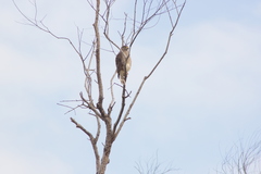 Rupornis magnirostris