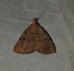 Zanclognatha dentata