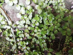 Epilobium pedunculare