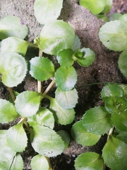 Epilobium pedunculare