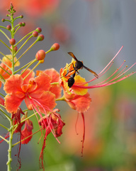 Delta pyriforme circinale