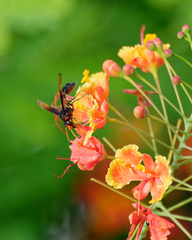 Delta pyriforme circinale