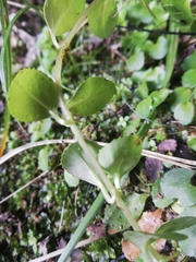 Epilobium pedunculare