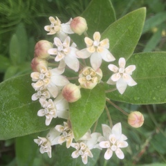 Asclepias ovalifolia