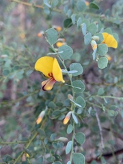 Bossiaea rhombifolia