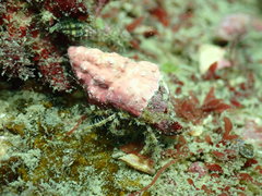 Pagurus decimbranchiae