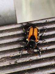 Clinterocera
