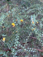 Bossiaea rhombifolia