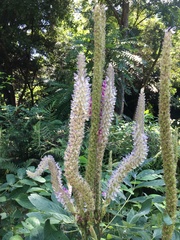 Uraria lagopodioides