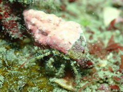 Pagurus decimbranchiae