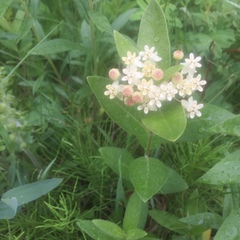 Asclepias ovalifolia