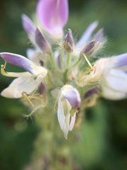 Uraria lagopodioides