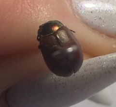 Chrysolina polita
