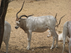 Addax