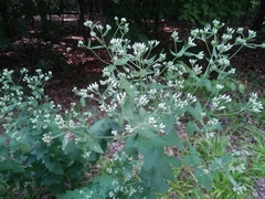 Eupatorium godfreyanum