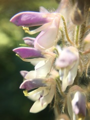 Uraria lagopodioides