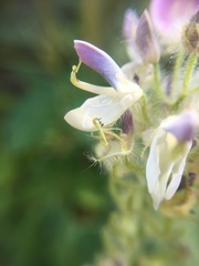 Uraria lagopodioides