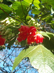 Dombeya cacuminum