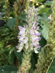 Uraria lagopodioides