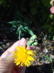 Sonchus arvensis