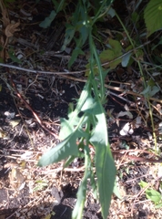 Sonchus arvensis