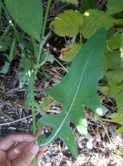 Sonchus arvensis