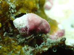 Pagurus decimbranchiae