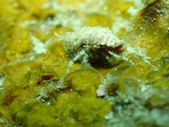 Pagurus decimbranchiae