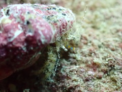 Pagurus decimbranchiae