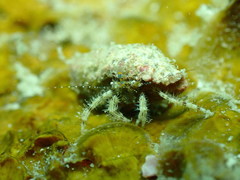 Pagurus decimbranchiae