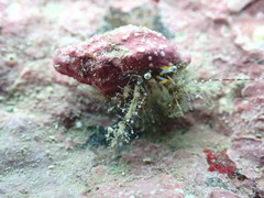 Pagurus decimbranchiae