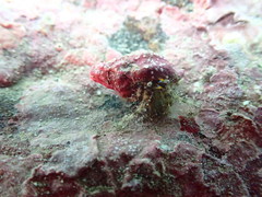 Pagurus decimbranchiae