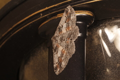 Stenoporpia glaucomarginaria