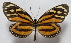 Lycorea halia atergatis