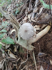 Agaricales