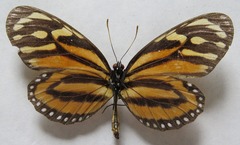 Lycorea halia atergatis