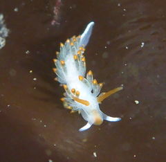 Diaphoreolis lagunae