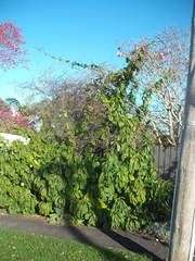 Beaumontia grandiflora