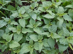 Urtica dioica