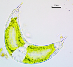 Spinoclosterium cuspidatum