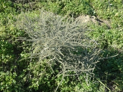 Aspalathus acanthophylla