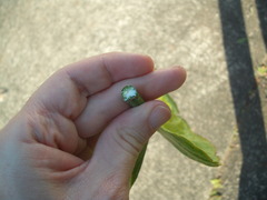 Beaumontia grandiflora