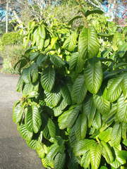 Beaumontia grandiflora