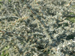 Aspalathus acanthophylla