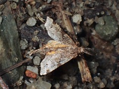 Hypochrosini
