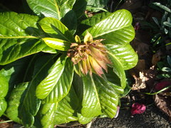 Beaumontia grandiflora