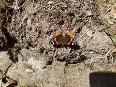 Vanessa atalanta