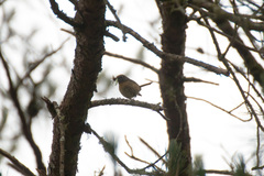 Tarsiger johnstoniae